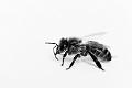 2020_05_06_abeille a Cercy (0003)